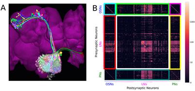 A Programmable Ontology Encompassing the Functional Logic of the Drosophila Brain